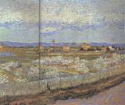 La Crau with Peach Trees in Blossom (nn04)